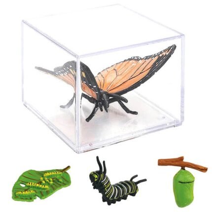 LIFE CYCLE-BUTTERFLY