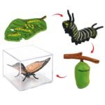 LIFE CYCLE-BUTTERFLY - Image 2